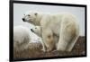 Polar Bear and Cub by Hudson Bay, Manitoba, Canada-Paul Souders-Framed Photographic Print