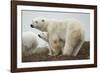 Polar Bear and Cub by Hudson Bay, Manitoba, Canada-Paul Souders-Framed Photographic Print