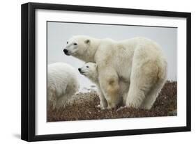 Polar Bear and Cub by Hudson Bay, Manitoba, Canada-Paul Souders-Framed Photographic Print