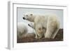 Polar Bear and Cub by Hudson Bay, Manitoba, Canada-Paul Souders-Framed Photographic Print