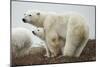 Polar Bear and Cub by Hudson Bay, Manitoba, Canada-Paul Souders-Mounted Photographic Print