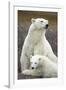 Polar Bear and Cub by Hudson Bay, Manitoba, Canada-Paul Souders-Framed Photographic Print