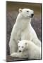 Polar Bear and Cub by Hudson Bay, Manitoba, Canada-Paul Souders-Mounted Photographic Print