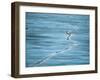 Polar Bear and Cub Cross Crack in Ice, Churchill, Canada-Staffan Widstrand-Framed Photographic Print