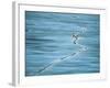 Polar Bear and Cub Cross Crack in Ice, Churchill, Canada-Staffan Widstrand-Framed Photographic Print