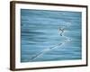 Polar Bear and Cub Cross Crack in Ice, Churchill, Canada-Staffan Widstrand-Framed Photographic Print