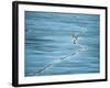 Polar Bear and Cub Cross Crack in Ice, Churchill, Canada-Staffan Widstrand-Framed Photographic Print