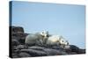 Polar Bear and Cub Resting along Hudson Bay, Nunavut, Canada-Paul Souders-Stretched Canvas