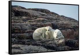 Polar Bear and Cub Resting along Hudson Bay, Nunavut, Canada-Paul Souders-Framed Stretched Canvas