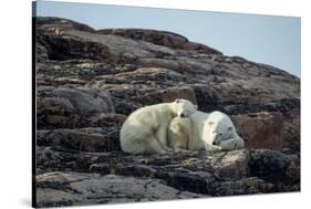Polar Bear and Cub Resting along Hudson Bay, Nunavut, Canada-Paul Souders-Stretched Canvas