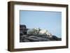 Polar Bear and Cub Resting along Hudson Bay, Nunavut, Canada-Paul Souders-Framed Photographic Print