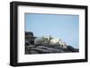 Polar Bear and Cub Resting along Hudson Bay, Nunavut, Canada-Paul Souders-Framed Photographic Print