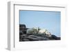 Polar Bear and Cub Resting along Hudson Bay, Nunavut, Canada-Paul Souders-Framed Photographic Print