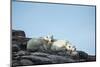 Polar Bear and Cub Resting along Hudson Bay, Nunavut, Canada-Paul Souders-Mounted Photographic Print