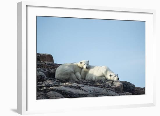 Polar Bear and Cub Resting along Hudson Bay, Nunavut, Canada-Paul Souders-Framed Photographic Print