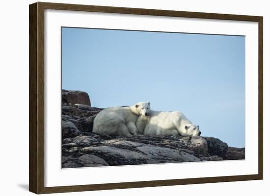 Polar Bear and Cub Resting along Hudson Bay, Nunavut, Canada-Paul Souders-Framed Photographic Print