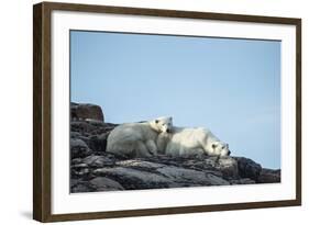 Polar Bear and Cub Resting along Hudson Bay, Nunavut, Canada-Paul Souders-Framed Photographic Print