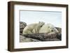 Polar Bear and Cub Resting along Hudson Bay, Nunavut, Canada-Paul Souders-Framed Photographic Print