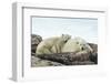 Polar Bear and Cub Resting along Hudson Bay, Nunavut, Canada-Paul Souders-Framed Photographic Print