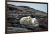 Polar Bear and Cub Resting along Hudson Bay, Nunavut, Canada-Paul Souders-Framed Photographic Print