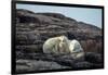 Polar Bear and Cub Resting along Hudson Bay, Nunavut, Canada-Paul Souders-Framed Photographic Print