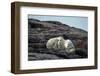 Polar Bear and Cub Resting along Hudson Bay, Nunavut, Canada-Paul Souders-Framed Photographic Print