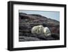 Polar Bear and Cub Resting along Hudson Bay, Nunavut, Canada-Paul Souders-Framed Photographic Print