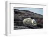 Polar Bear and Cub Resting along Hudson Bay, Nunavut, Canada-Paul Souders-Framed Photographic Print