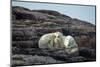 Polar Bear and Cub Resting along Hudson Bay, Nunavut, Canada-Paul Souders-Mounted Photographic Print