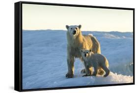 Polar Bear and Cub Standing on Sea Ice at Sunset Near Harbor Islands,Canada-Paul Souders-Framed Stretched Canvas