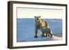 Polar Bear and Cub Standing on Sea Ice at Sunset Near Harbor Islands,Canada-Paul Souders-Framed Photographic Print