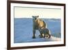 Polar Bear and Cub Standing on Sea Ice at Sunset Near Harbor Islands,Canada-Paul Souders-Framed Photographic Print