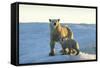 Polar Bear and Cub Standing on Sea Ice at Sunset Near Harbor Islands,Canada-Paul Souders-Framed Stretched Canvas