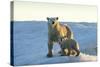 Polar Bear and Cub Standing on Sea Ice at Sunset Near Harbor Islands,Canada-Paul Souders-Stretched Canvas