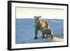 Polar Bear and Cub Standing on Sea Ice at Sunset Near Harbor Islands,Canada-Paul Souders-Framed Photographic Print