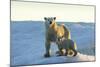 Polar Bear and Cub Standing on Sea Ice at Sunset Near Harbor Islands,Canada-Paul Souders-Mounted Photographic Print