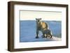 Polar Bear and Cub Standing on Sea Ice at Sunset Near Harbor Islands,Canada-Paul Souders-Framed Photographic Print