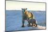 Polar Bear and Cub Standing on Sea Ice at Sunset Near Harbor Islands,Canada-Paul Souders-Mounted Photographic Print