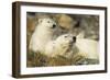 Polar Bear and Cub, Svalbard, Norway-Paul Souders-Framed Photographic Print