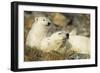 Polar Bear and Cub, Svalbard, Norway-Paul Souders-Framed Photographic Print