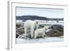 Polar Bear and Cub Walk Along Harbor Islands Shoreline, Hudson Bay, Canada, Nunavut Territory-Paul Souders-Framed Photographic Print