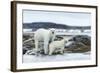 Polar Bear and Cub Walk Along Harbor Islands Shoreline, Hudson Bay, Canada, Nunavut Territory-Paul Souders-Framed Photographic Print