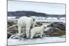 Polar Bear and Cub Walk Along Harbor Islands Shoreline, Hudson Bay, Canada, Nunavut Territory-Paul Souders-Mounted Photographic Print