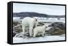 Polar Bear and Cub Walk Along Harbor Islands Shoreline, Hudson Bay, Canada, Nunavut Territory-Paul Souders-Framed Stretched Canvas