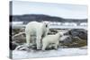 Polar Bear and Cub Walk Along Harbor Islands Shoreline, Hudson Bay, Canada, Nunavut Territory-Paul Souders-Stretched Canvas