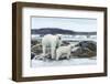 Polar Bear and Cub Walk Along Harbor Islands Shoreline, Hudson Bay, Canada, Nunavut Territory-Paul Souders-Framed Photographic Print