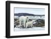 Polar Bear and Cub Walk Along Harbor Islands Shoreline, Hudson Bay, Canada, Nunavut Territory-Paul Souders-Framed Photographic Print