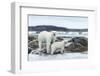 Polar Bear and Cub Walk Along Harbor Islands Shoreline, Hudson Bay, Canada, Nunavut Territory-Paul Souders-Framed Photographic Print