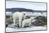 Polar Bear and Cub Walk Along Harbor Islands Shoreline, Hudson Bay, Canada, Nunavut Territory-Paul Souders-Mounted Photographic Print