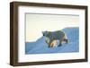 Polar Bear and Cub Walking on Sea Ice at Sunset Near Harbor Islands,Canada-Paul Souders-Framed Photographic Print